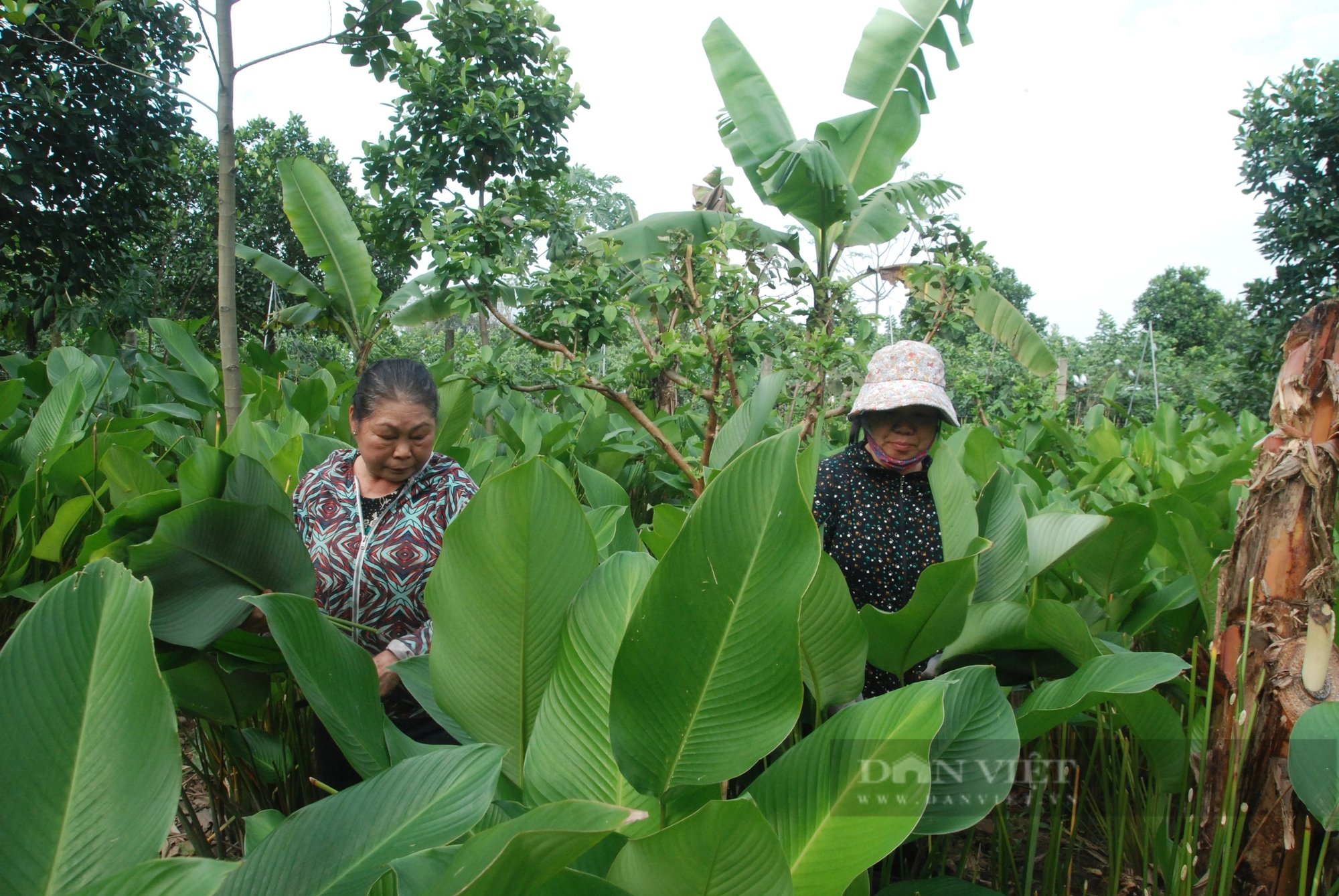 Lá dong Tràng Cát "vượt cổng làng" sang thị trường thế giới- Ảnh 4.