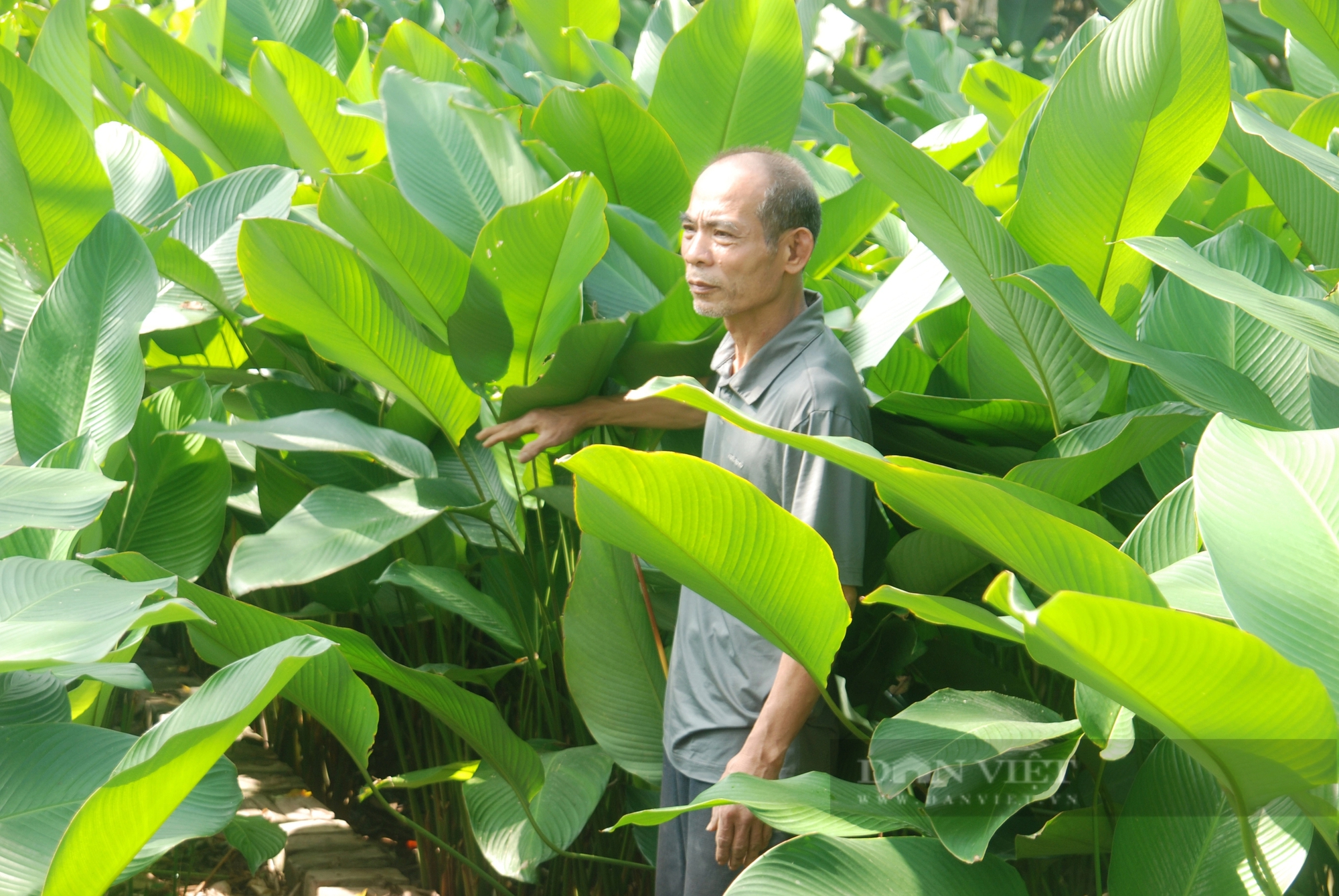 Lá dong Tràng Cát "vượt cổng làng" sang thị trường thế giới- Ảnh 5.