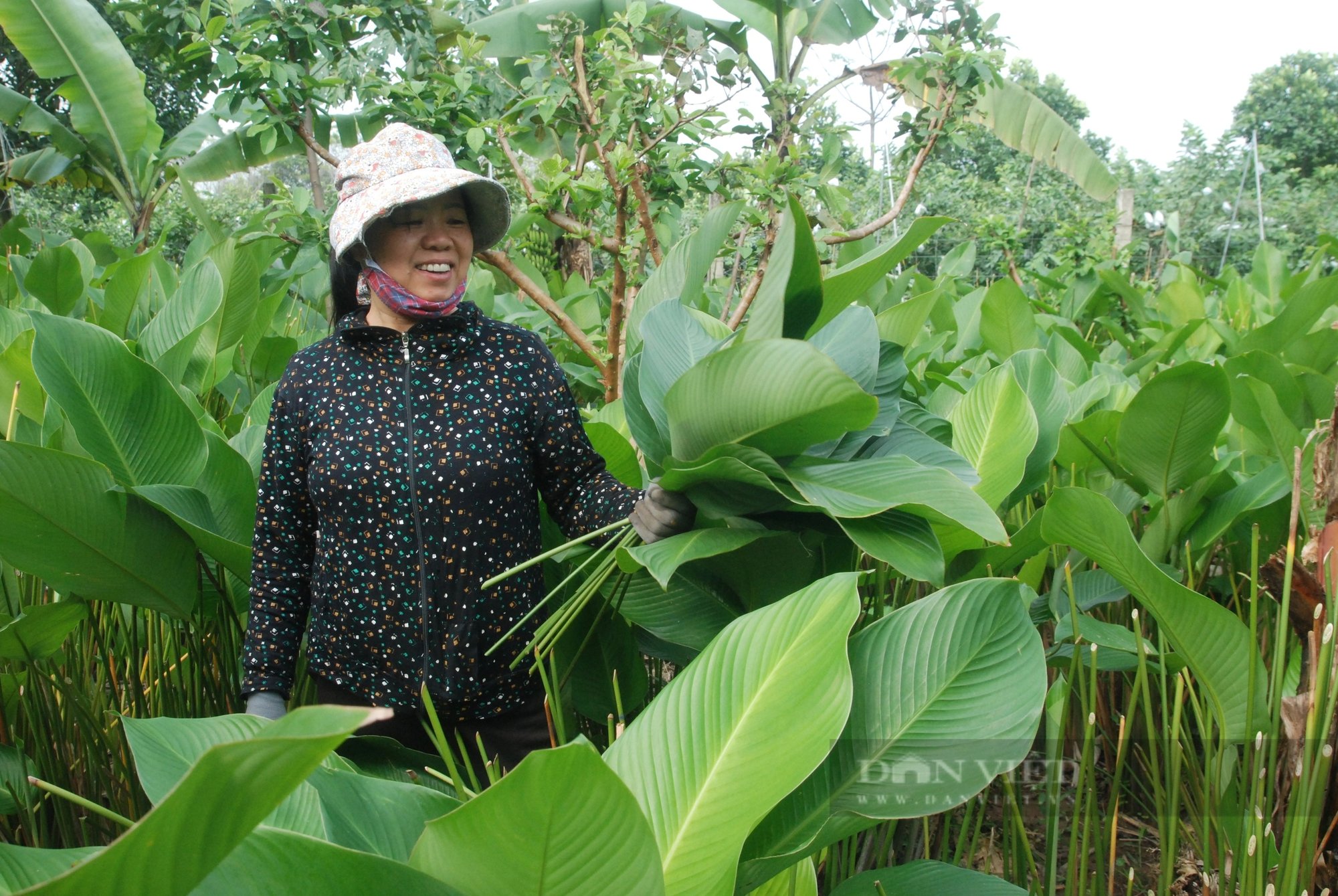 Lá dong Tràng Cát "vượt cổng làng" sang thị trường thế giới- Ảnh 6.