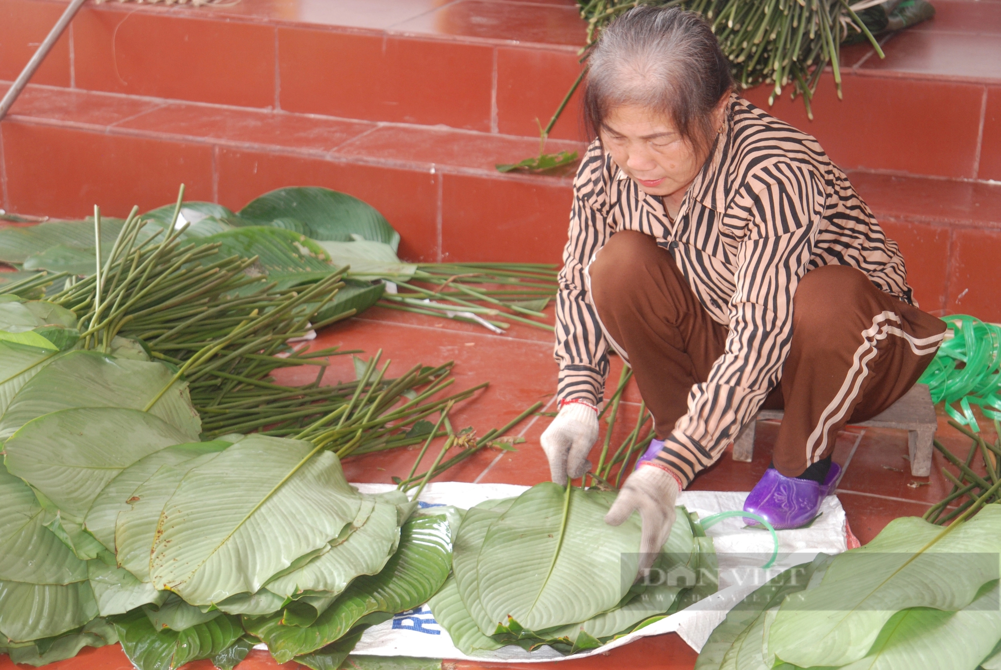 Lá dong Tràng Cát "vượt cổng làng" sang thị trường thế giới- Ảnh 8.