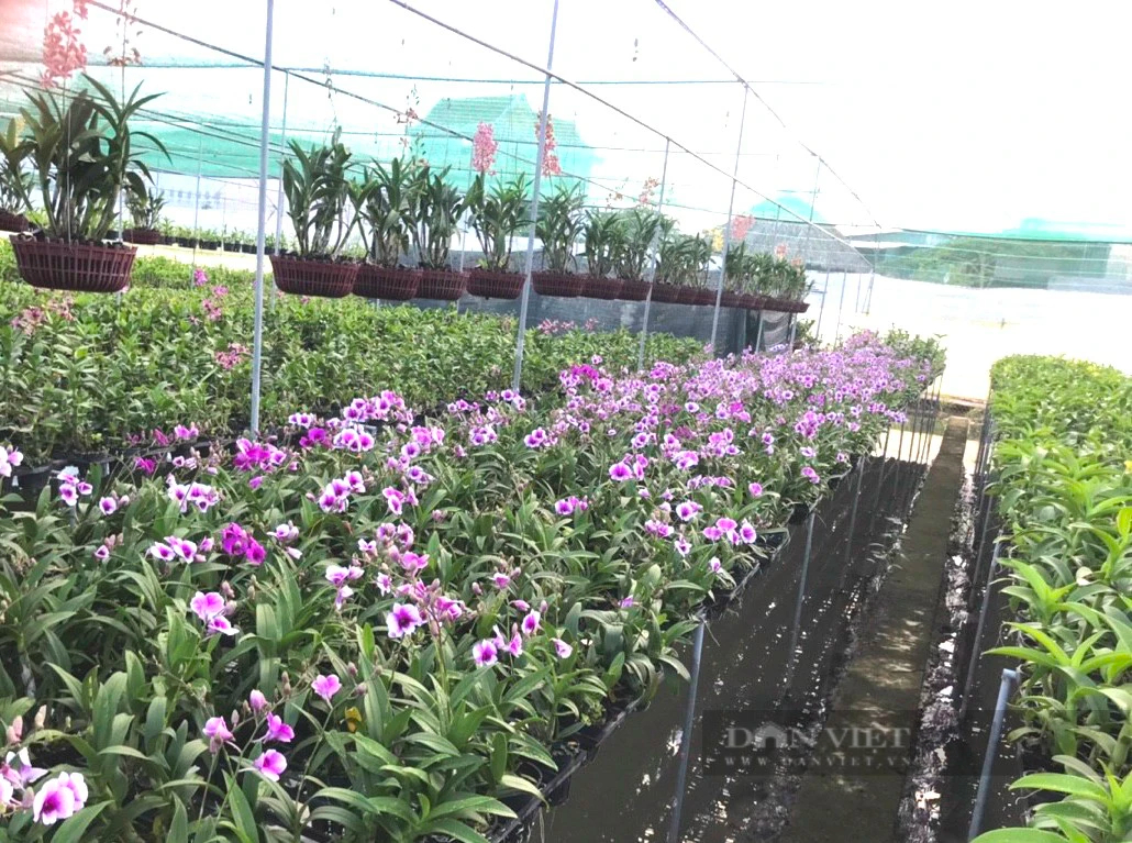 Trồng “nữ hoàng của các loài hoa”, cận Tết Giáp Thìn 2024, nhà vườn đến lúc cầm vàng lại để vàng rơi- Ảnh 4.