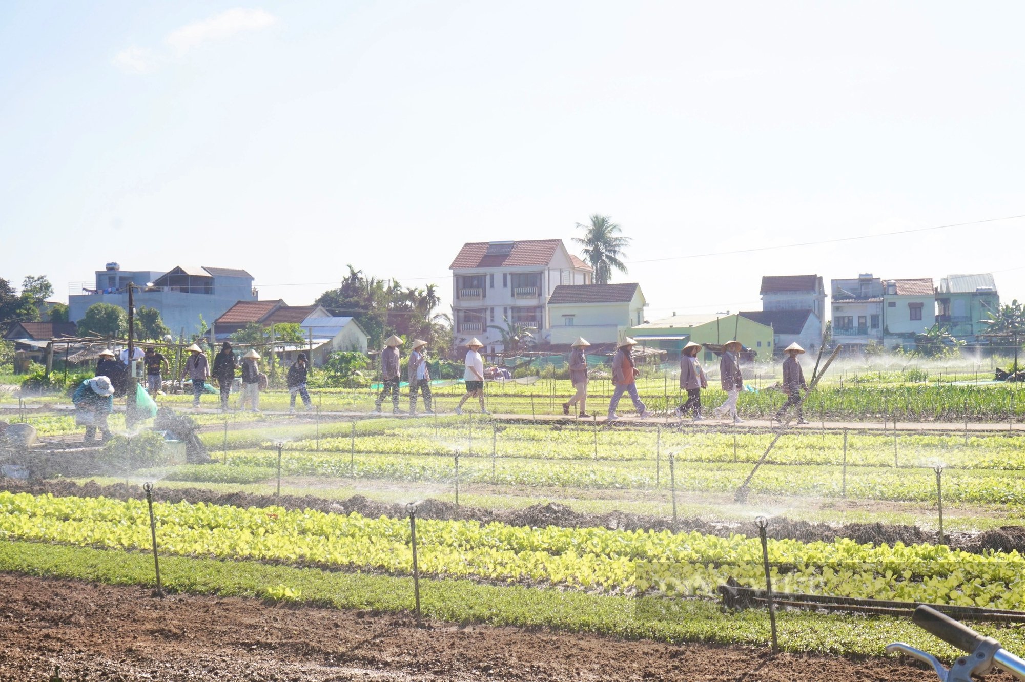 Quảng Nam: Làng rau sạch nổi tiếng nhất miền Trung hối hả vào vụ Tết- Ảnh 3.