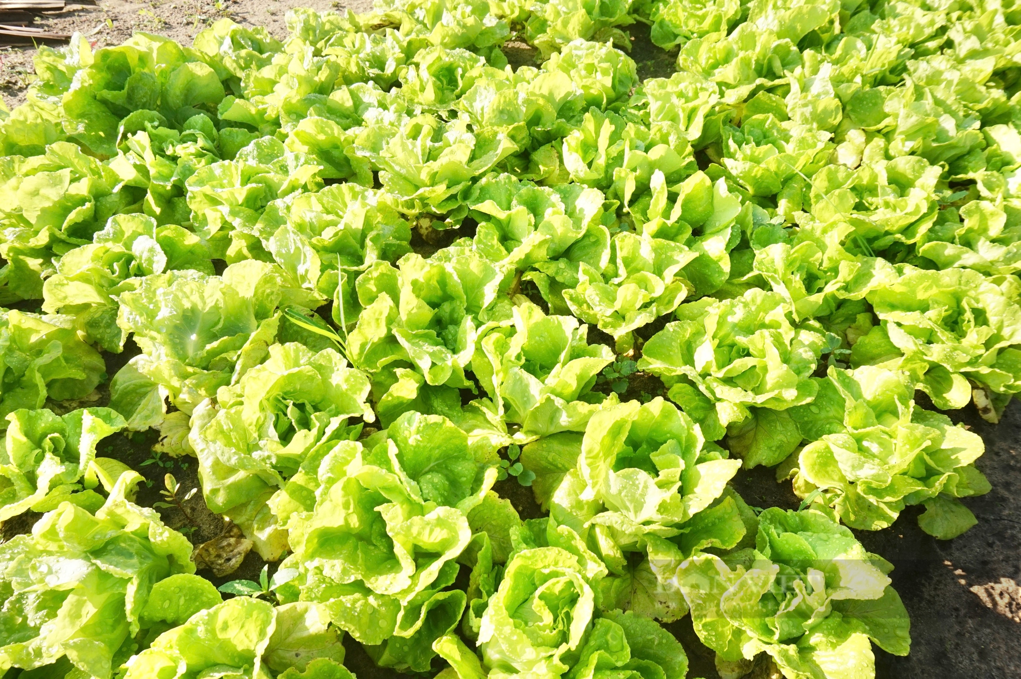 Quảng Nam: Làng rau sạch nổi tiếng nhất miền Trung hối hả vào vụ Tết- Ảnh 4.