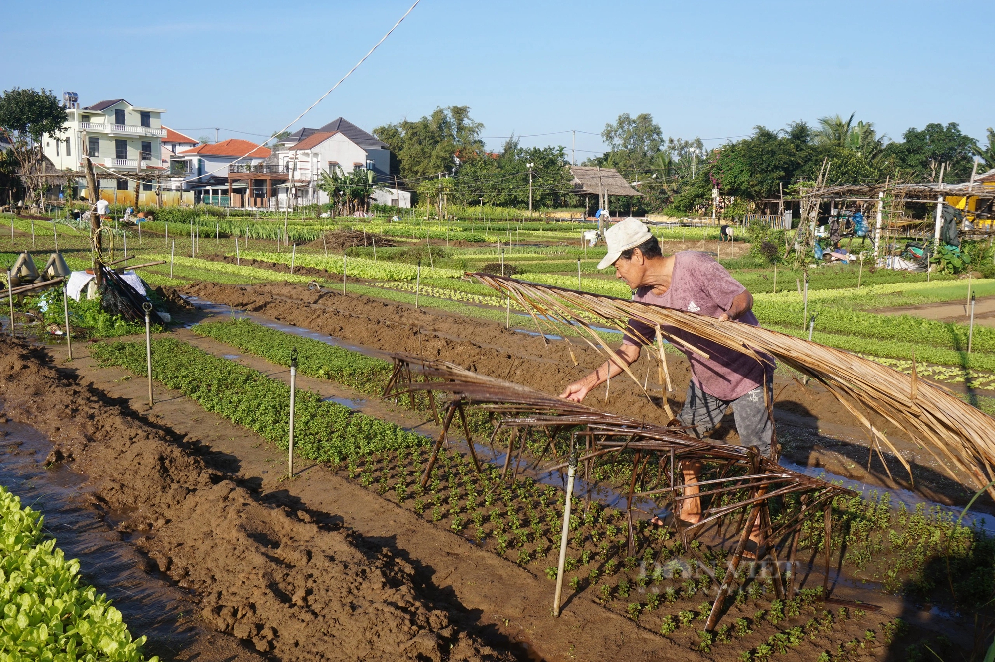 Quảng Nam: Làng rau sạch nổi tiếng nhất miền Trung hối hả vào vụ Tết- Ảnh 9.
