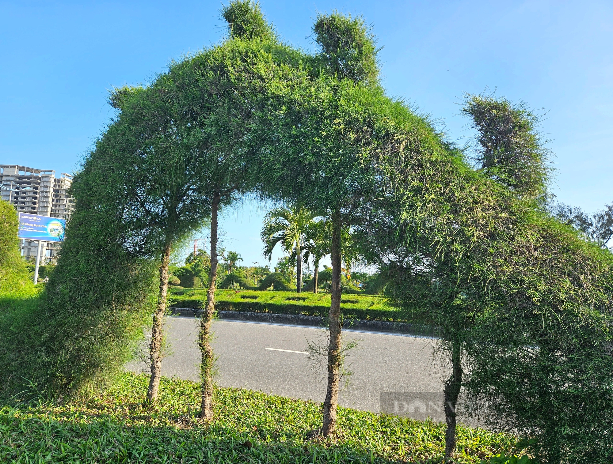 Ngắm dàn cây cảnh tạo hình linh vật "rồng" gây ý kiến trái chiều tại Quảng Bình- Ảnh 3.