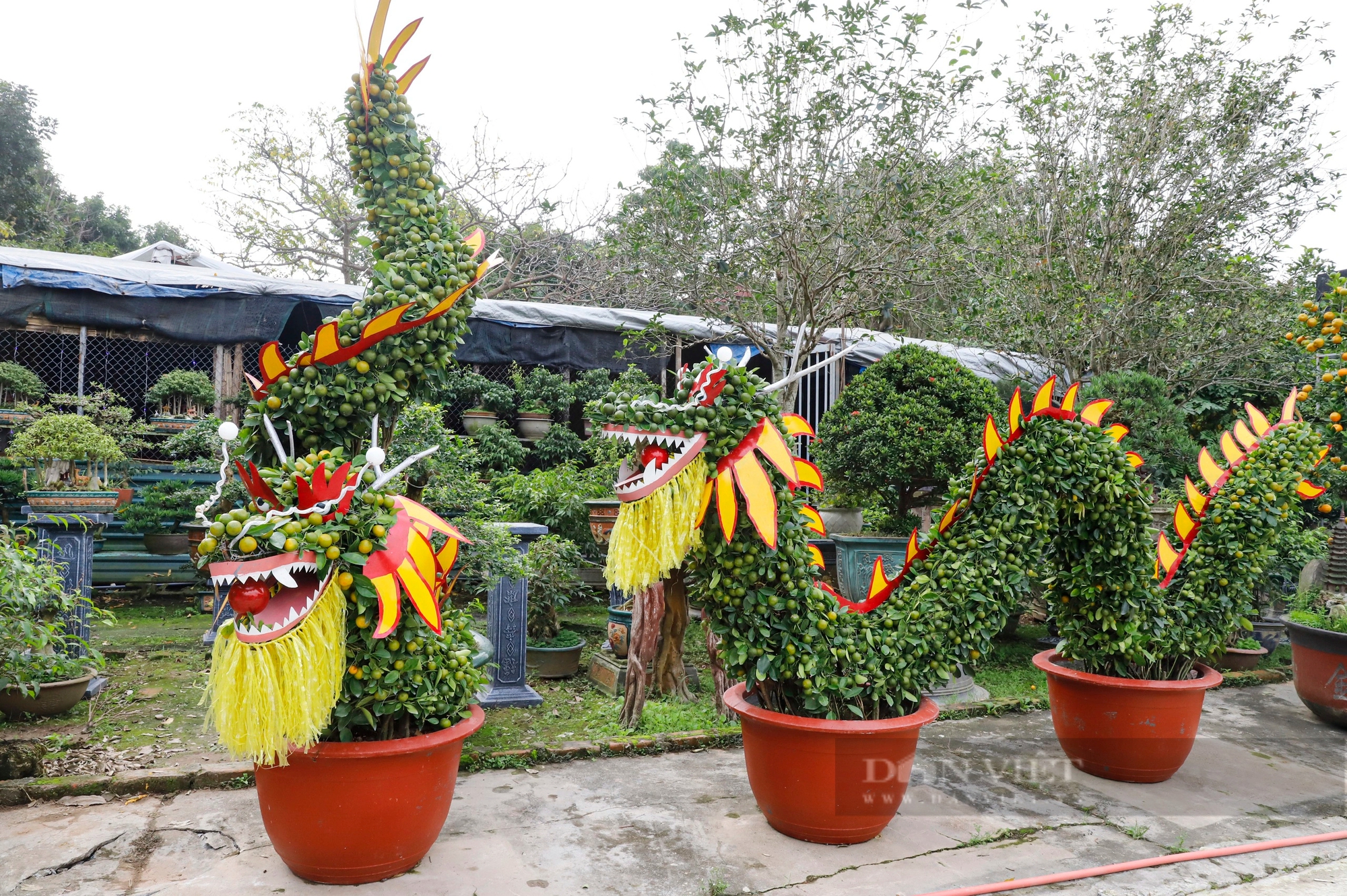Mãn nhãn cặp rồng nằm “long vân thủy” làm từ 12 cây quất trả 100 triệu đồng chủ cũng không bán ở Hà Nội- Ảnh 3.