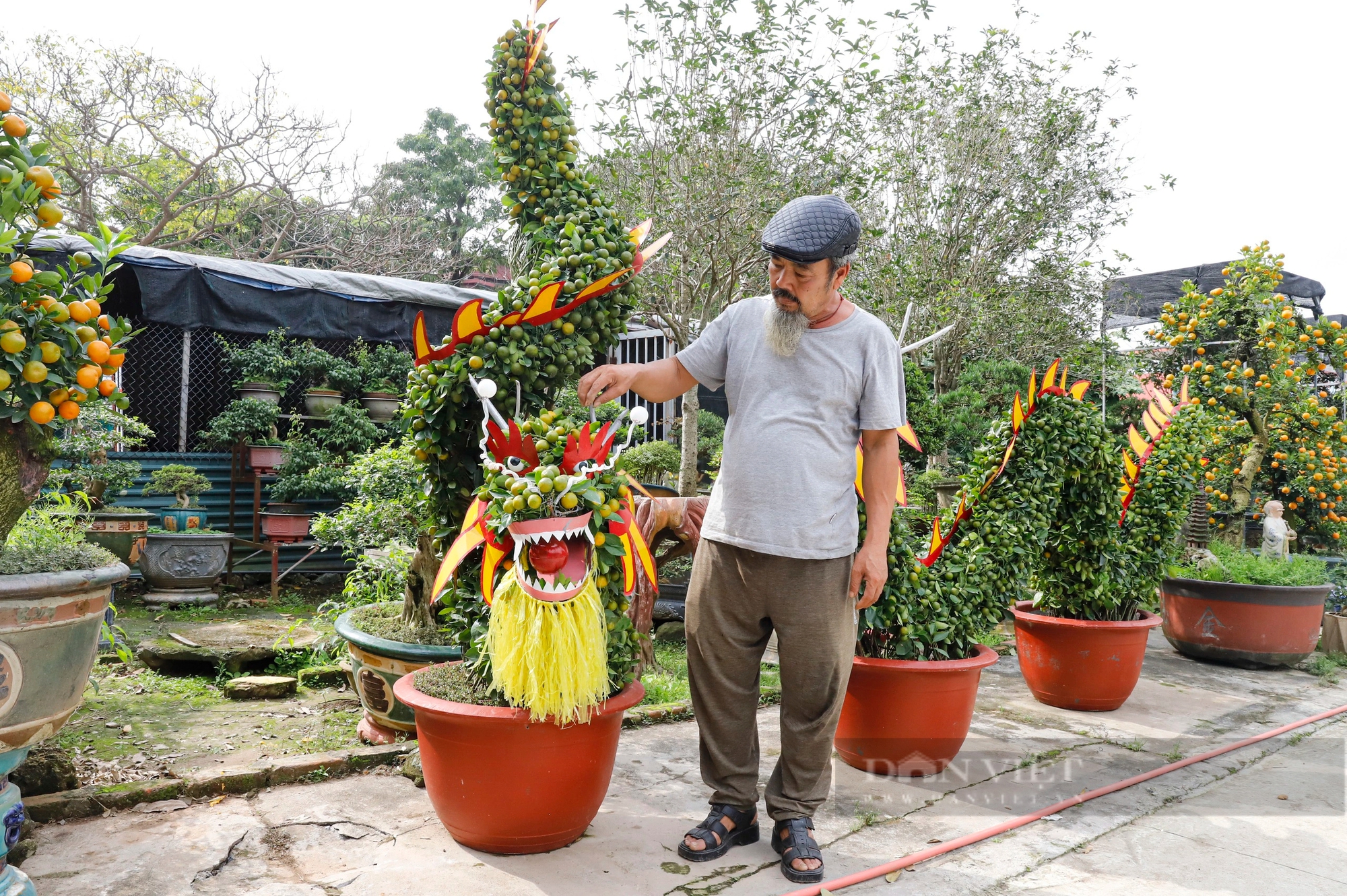 Mãn nhãn cặp rồng nằm “long vân thủy” làm từ 12 cây quất trả 100 triệu đồng chủ cũng không bán ở Hà Nội- Ảnh 8.