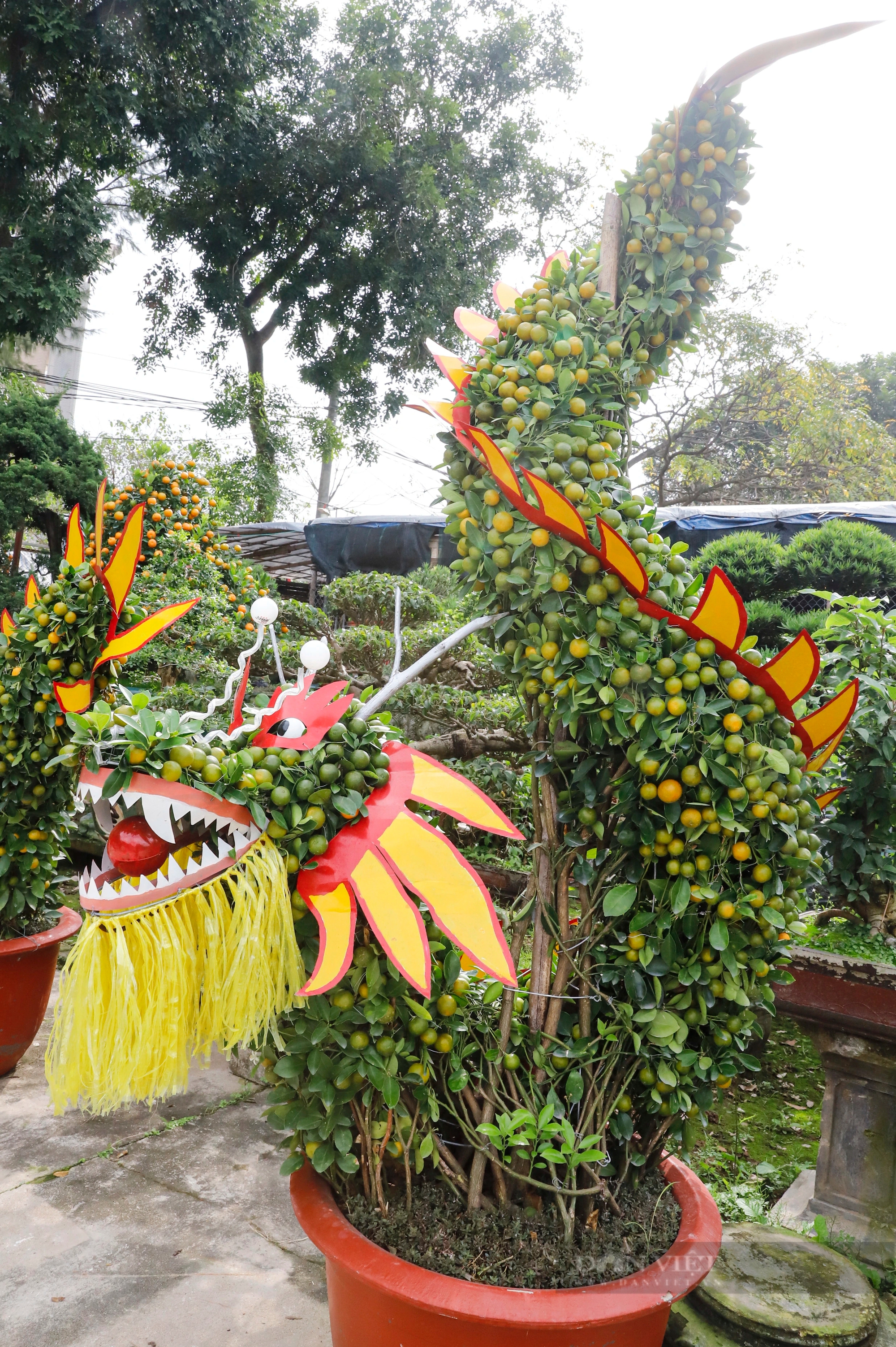 Mãn nhãn cặp rồng nằm “long vân thủy” làm từ 12 cây quất trả 100 triệu đồng chủ cũng không bán ở Hà Nội- Ảnh 4.