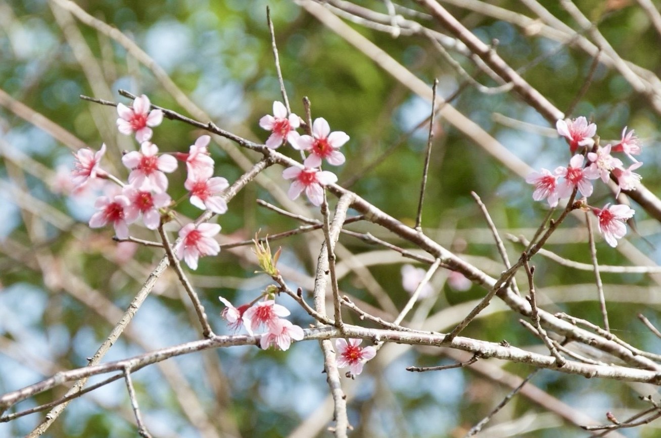 Hoa đào Măng Đen có gì đặc sắc mà du khách mong chờ đến vậy?- Ảnh 11.