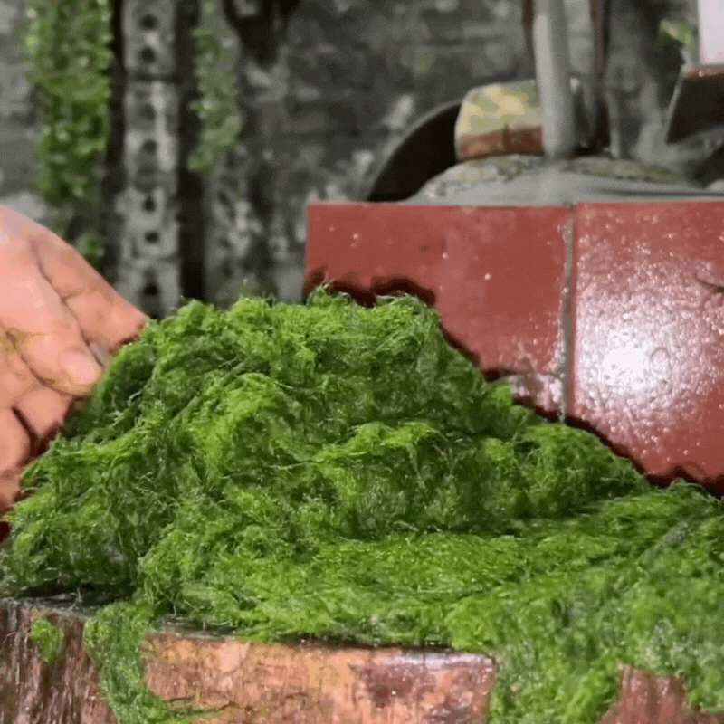 Kỳ lạ rêu suối - Món ăn độc đáo được ví như "vũ nữ dưới làn nước" ngày Tết của người Thái ở Tây Bắc- Ảnh 10. Kỳ lạ rêu suối - Món ăn độc đáo được ví như "vũ nữ dưới làn nước" ngày Tết của người Thái ở Tây Bắc- Ảnh 10.