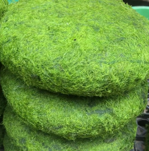 Kỳ lạ rêu suối - Món ăn độc đáo được ví như "vũ nữ dưới làn nước" ngày Tết của người Thái ở Tây Bắc- Ảnh 3. Kỳ lạ rêu suối - Món ăn độc đáo được ví như "vũ nữ dưới làn nước" ngày Tết của người Thái ở Tây Bắc- Ảnh 3.