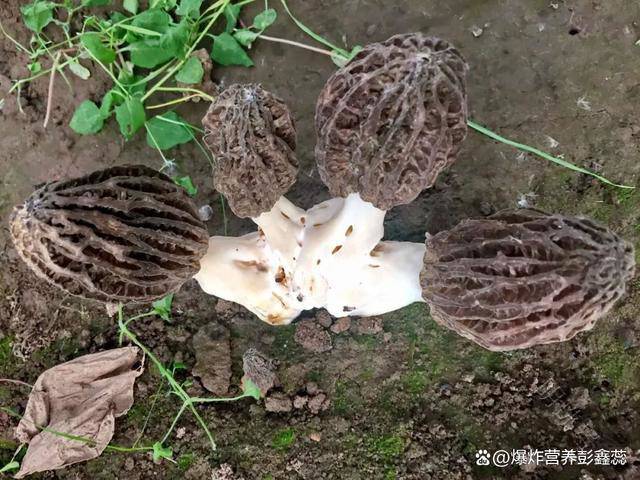 Nhìn hình dáng sần sùi, xấu xí, không ai nghĩ đây lại là loại thực phẩm cực kỳ quý hiếm- Ảnh 6. Nhìn hình dáng sần sùi, xấu xí, không ai nghĩ đây lại là loại thực phẩm cực kỳ quý hiếm- Ảnh 6.