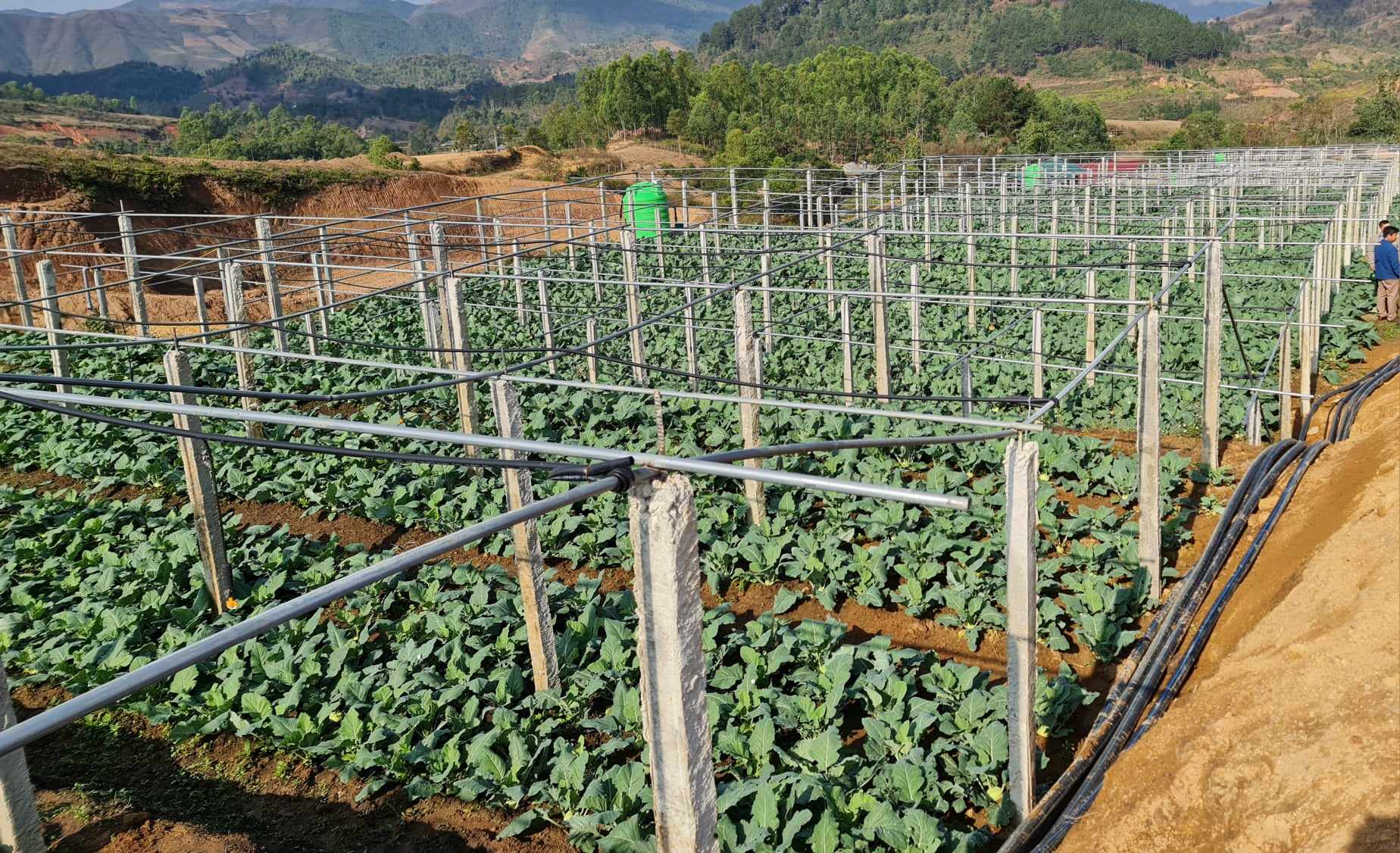Phó Chủ tịch TƯ Hội Nông dân Việt Nam Bùi Thị Thơm thăm Hợp tác xã trồng rau lớn nhất Điện Biên- Ảnh 3.