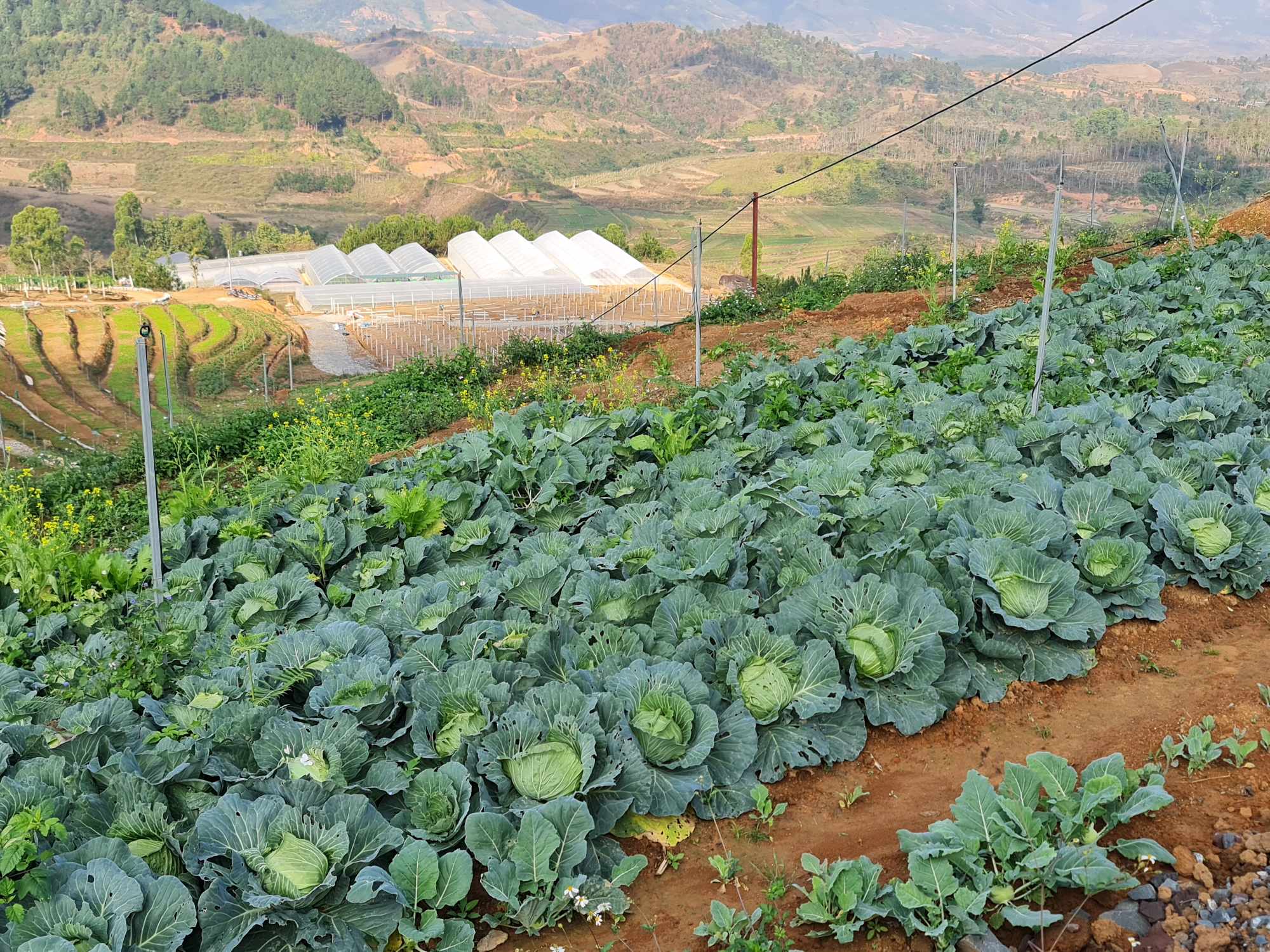 Phó Chủ tịch TƯ Hội Nông dân Việt Nam Bùi Thị Thơm thăm Hợp tác xã trồng rau lớn nhất Điện Biên- Ảnh 2.