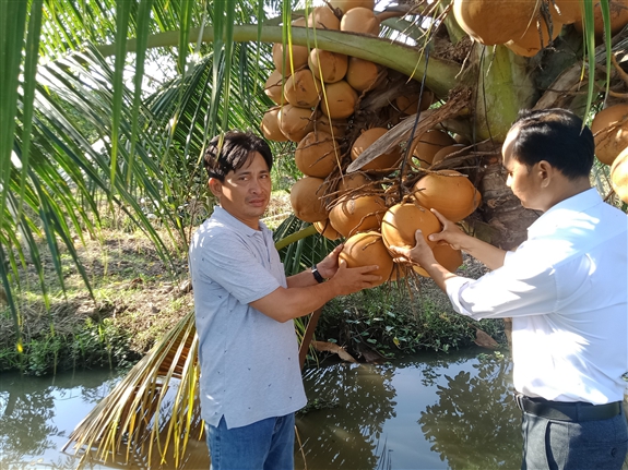 Trồng cây đặc sản, cây thấp tè đã ra trái quá trời, nông dân một nơi ở Hậu Giang lời tiền tỷ- Ảnh 2.