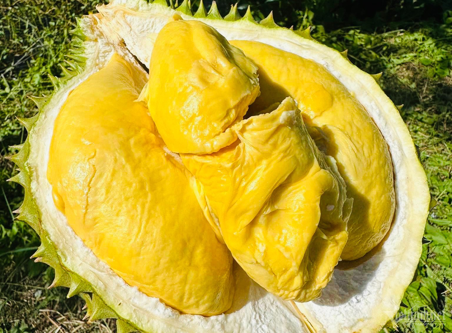 Giá sầu riêng ngày 17/4: Để giữ thị phần hot của sầu riêng Việt Nam, Thái Lan ban hành tiêu chuẩn gì?- Ảnh 5.