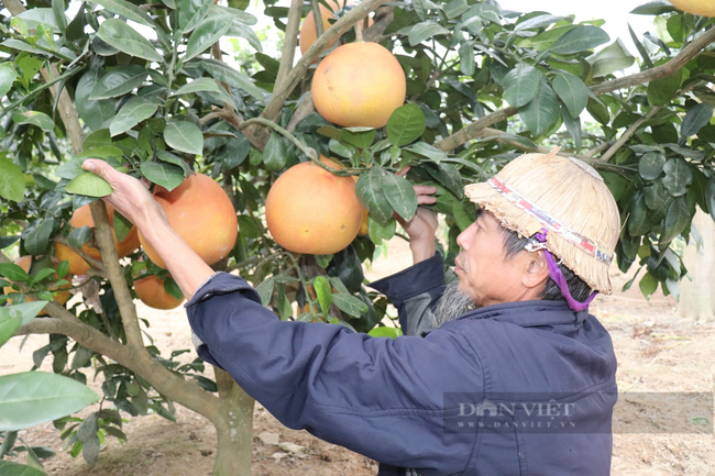 Nửa triệu đồng một cặp bưởi Tiến Vua chưng Tết- Ảnh 3.