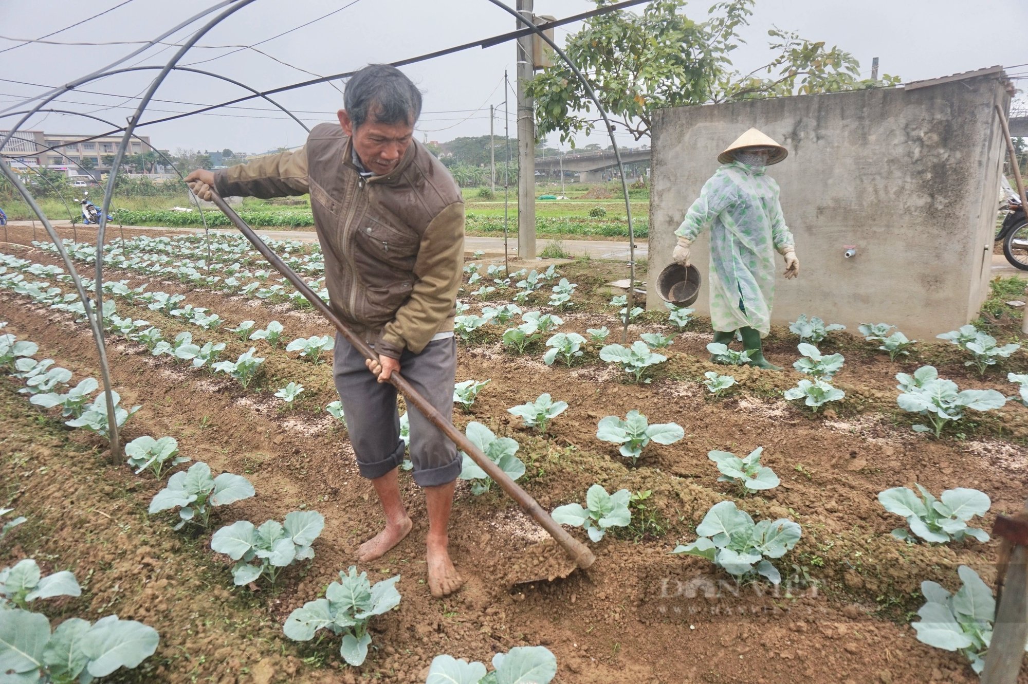 Cận Tết rau màu mất mùa, rớt nửa giá, nông dân Đà Nẵng gặp nhiều khó khăn- Ảnh 7.