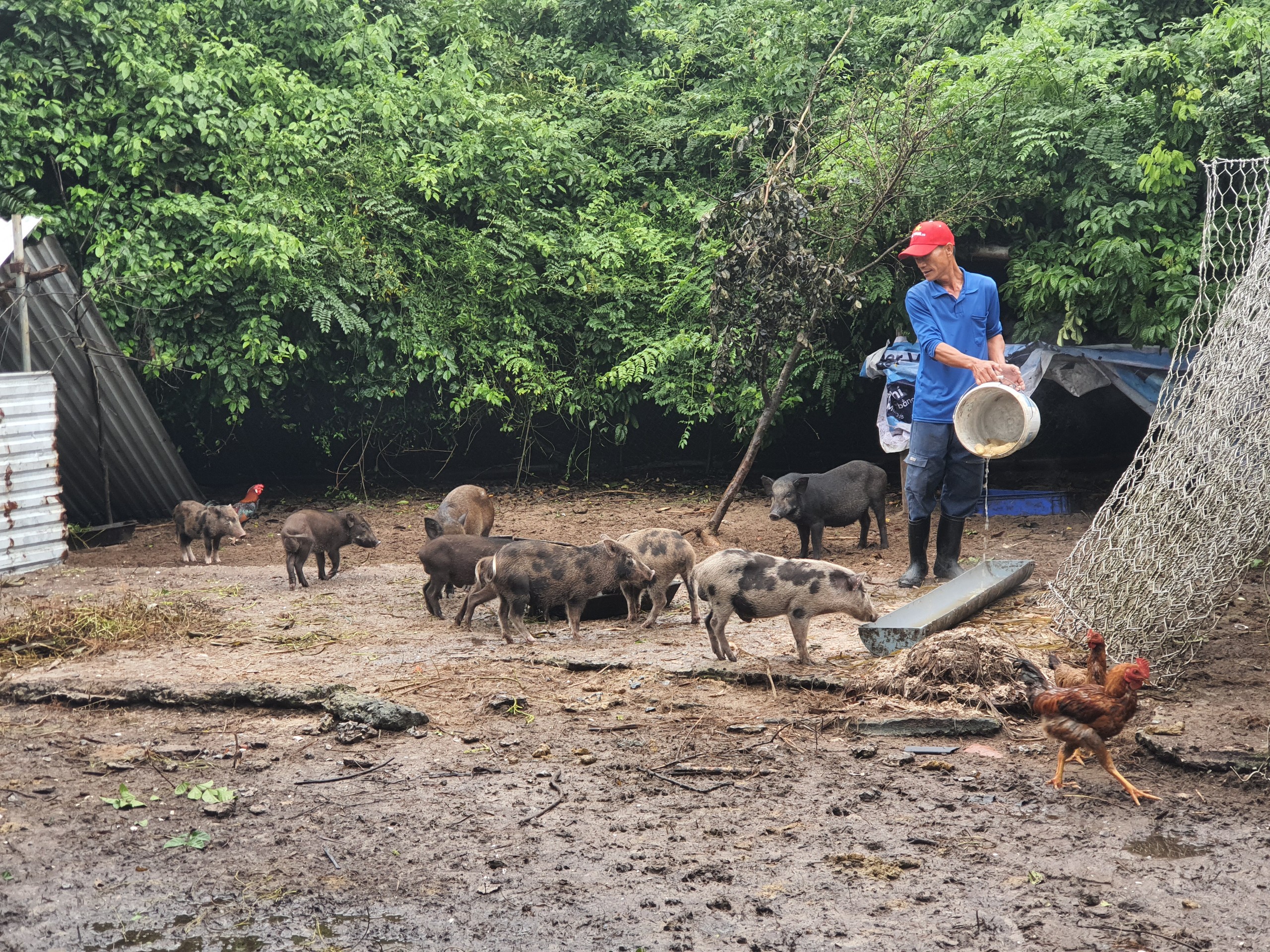 Quảng Nam: Có vốn tín dụng chính sách “tiếp sức”, người dân thị xã Điện Bàn thoát nghèo bền vững- Ảnh 4.