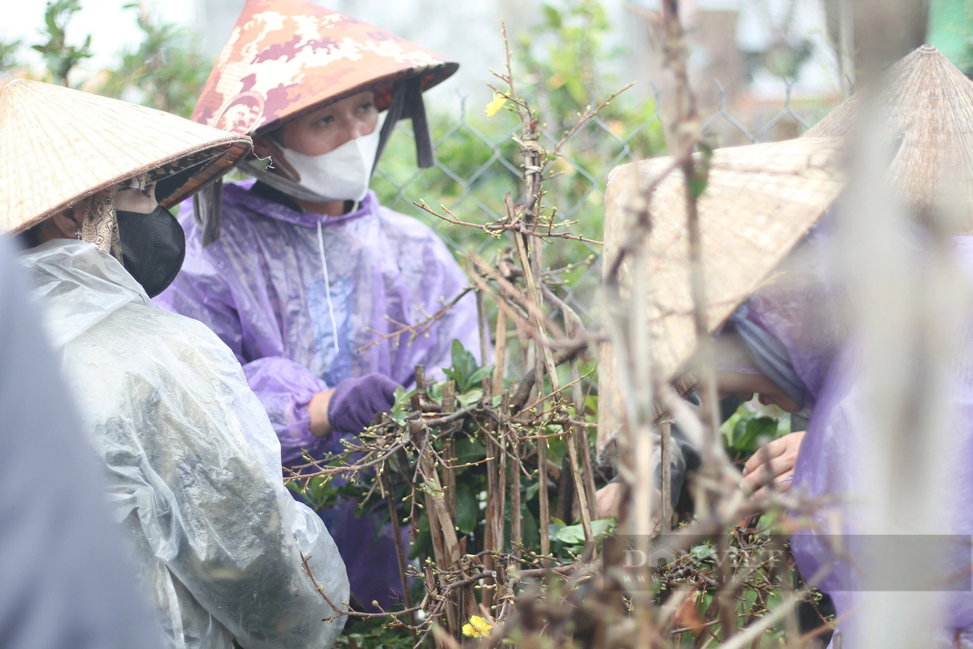 Nghề đặc biệt "ôm cây, lặt lá mai" vào mùa tất bật, nhiều nông dân tranh thủ ăn ngủ với mai kiếm tiền tiêu Tết- Ảnh 2.