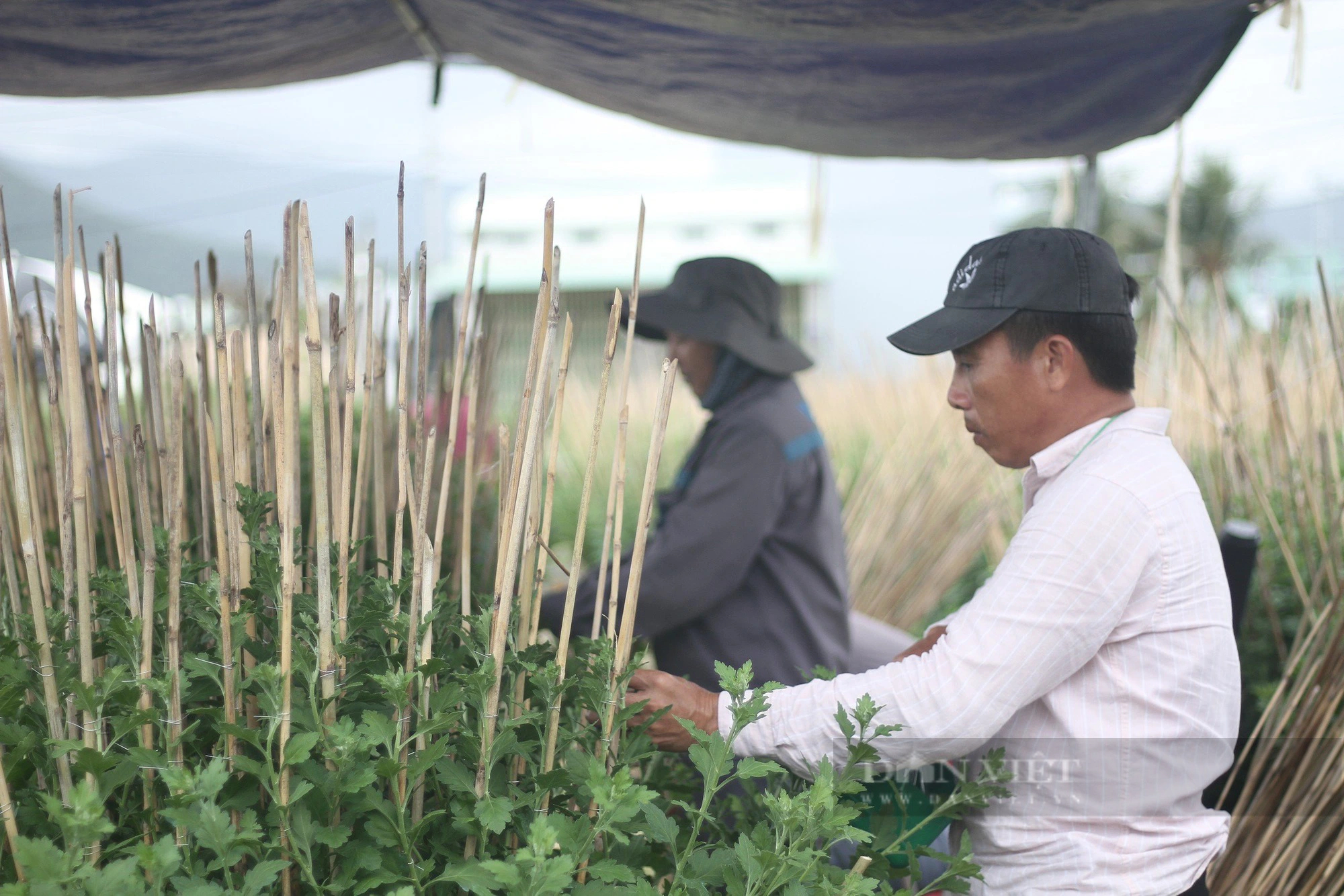 Nghề đặc biệt "ôm cây, lặt lá mai" vào mùa tất bật, nhiều nông dân tranh thủ ăn ngủ với mai kiếm tiền tiêu Tết- Ảnh 9.