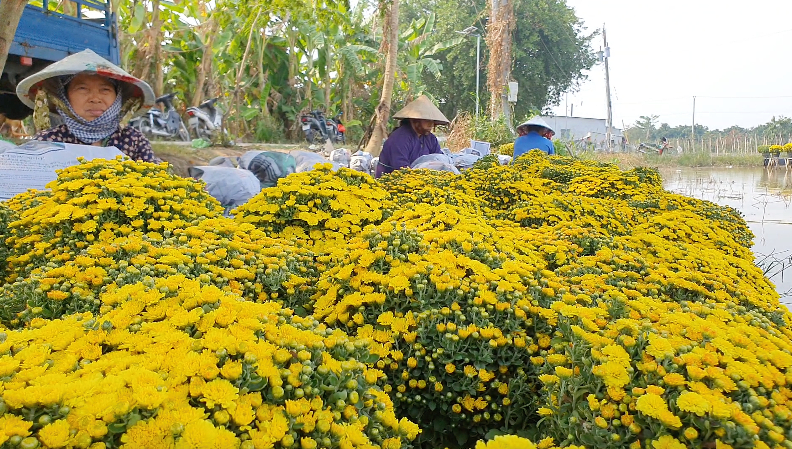 Hạ xuống giá vốn, hàng chục nghìn chậu cúc mâm xôi ở Đồng Tháp vẫn chưa ai mua- Ảnh 3.