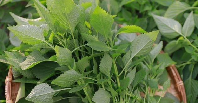 Loại rau thơm này mâm cơm nhà ai cũng có, không ngờ lại là "thần dược" tự nhiên- Ảnh 1. Loại rau thơm này mâm cơm nhà ai cũng có, không ngờ lại là "thần dược" tự nhiên- Ảnh 1.