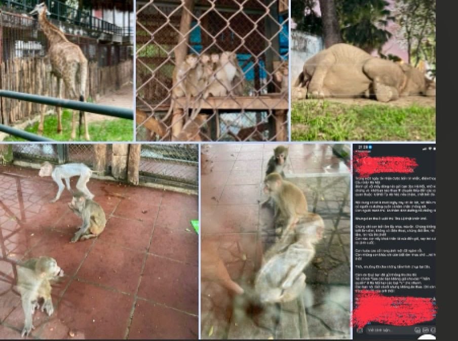 Cận cảnh đàn khỉ bị bệnh nấm điều trị trong khu cách ly Vườn thú Thủ Lệ- Ảnh 1.