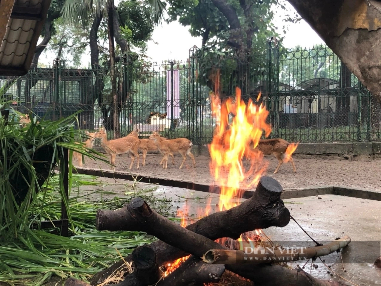 Sự thật về hình ảnh đàn khỉ co ro, gầy trơ xương vì trời lạnh ở Vườn thú Thủ Lệ- Ảnh 3.
