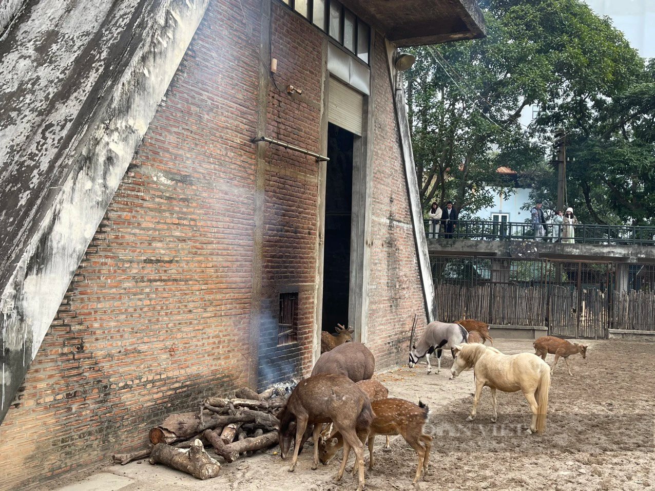 Cận cảnh đàn khỉ bị bệnh nấm điều trị trong khu cách ly Vườn thú Thủ Lệ- Ảnh 9.