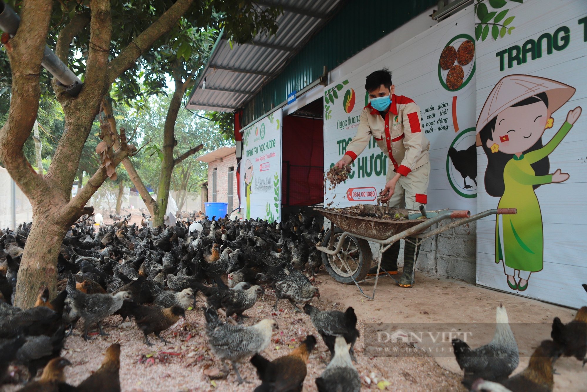 Sướng như gà ác Ngọc Hương được ăn sâu canxi, đông trùng hạ thảo, thịt ngon cỡ nào mà cháy hàng dịp Tết?- Ảnh 1.