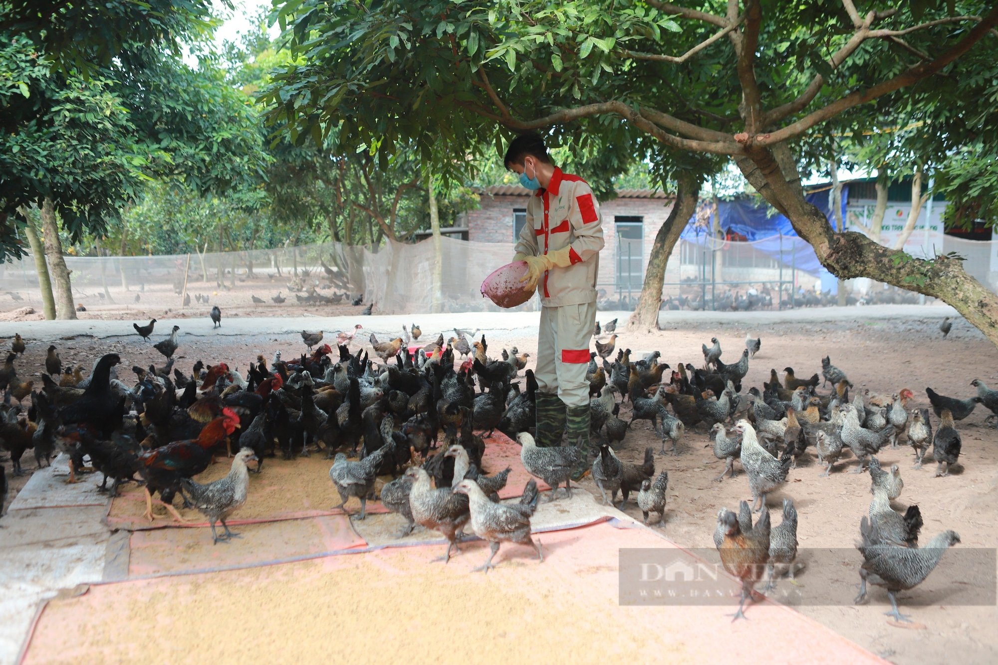 Sướng như gà ác Ngọc Hương được ăn sâu canxi, đông trùng hạ thảo, thịt ngon cỡ nào mà cháy hàng dịp Tết?- Ảnh 8.