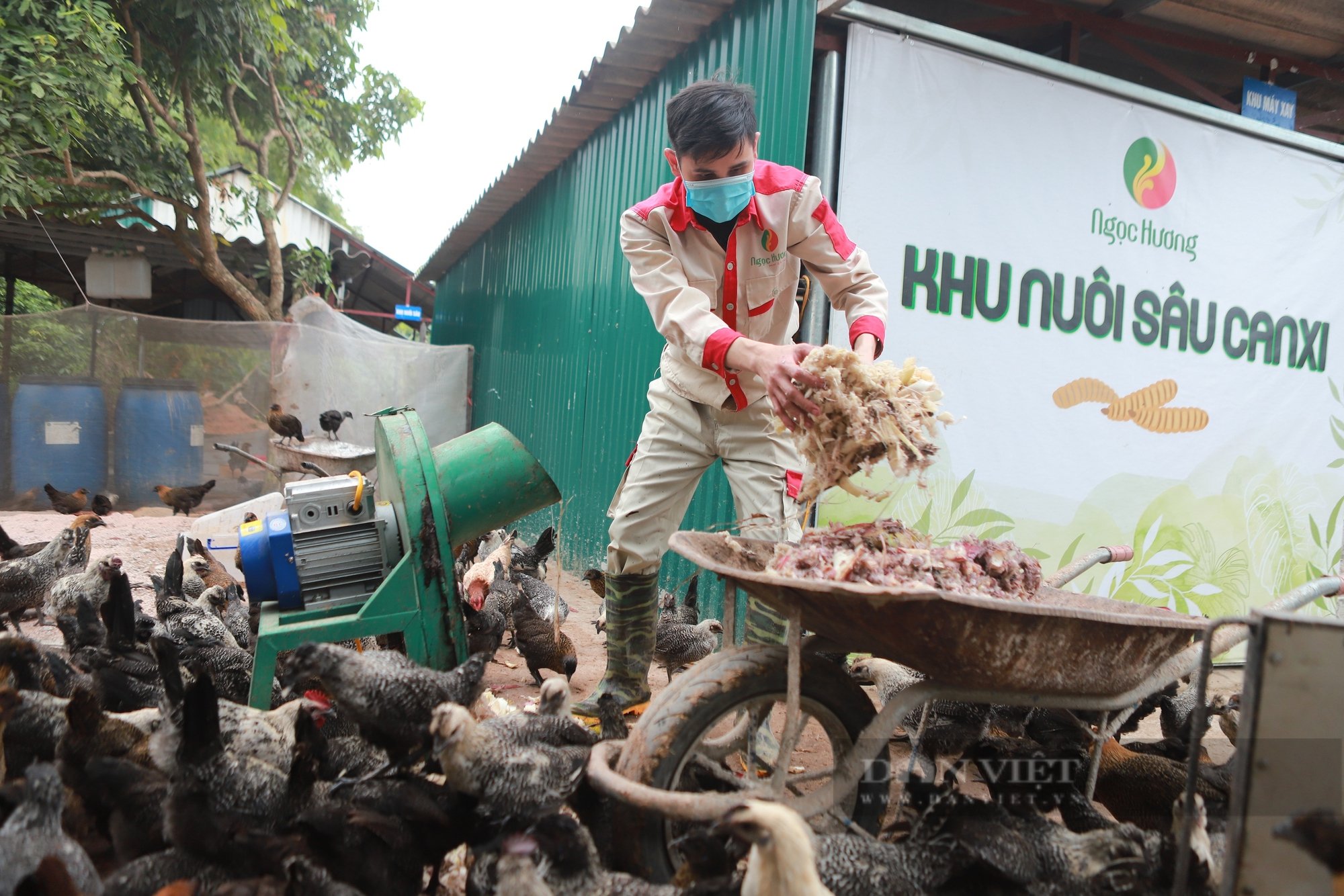 Sướng như gà ác Ngọc Hương được ăn sâu canxi, đông trùng hạ thảo, thịt ngon cỡ nào mà cháy hàng dịp Tết?- Ảnh 9.