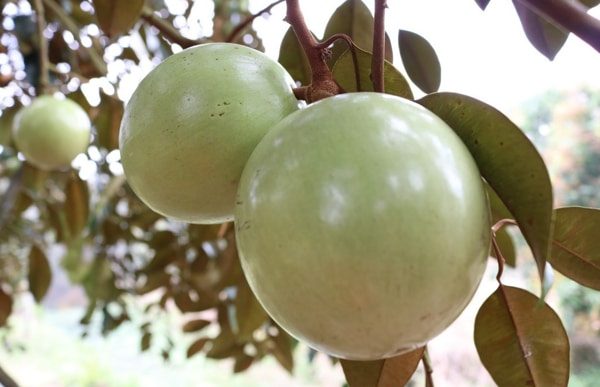 Tết đến nơi, một loại trái cây ngon ở Vĩnh Long bất ngờ sụt giảm giá- Ảnh 1.