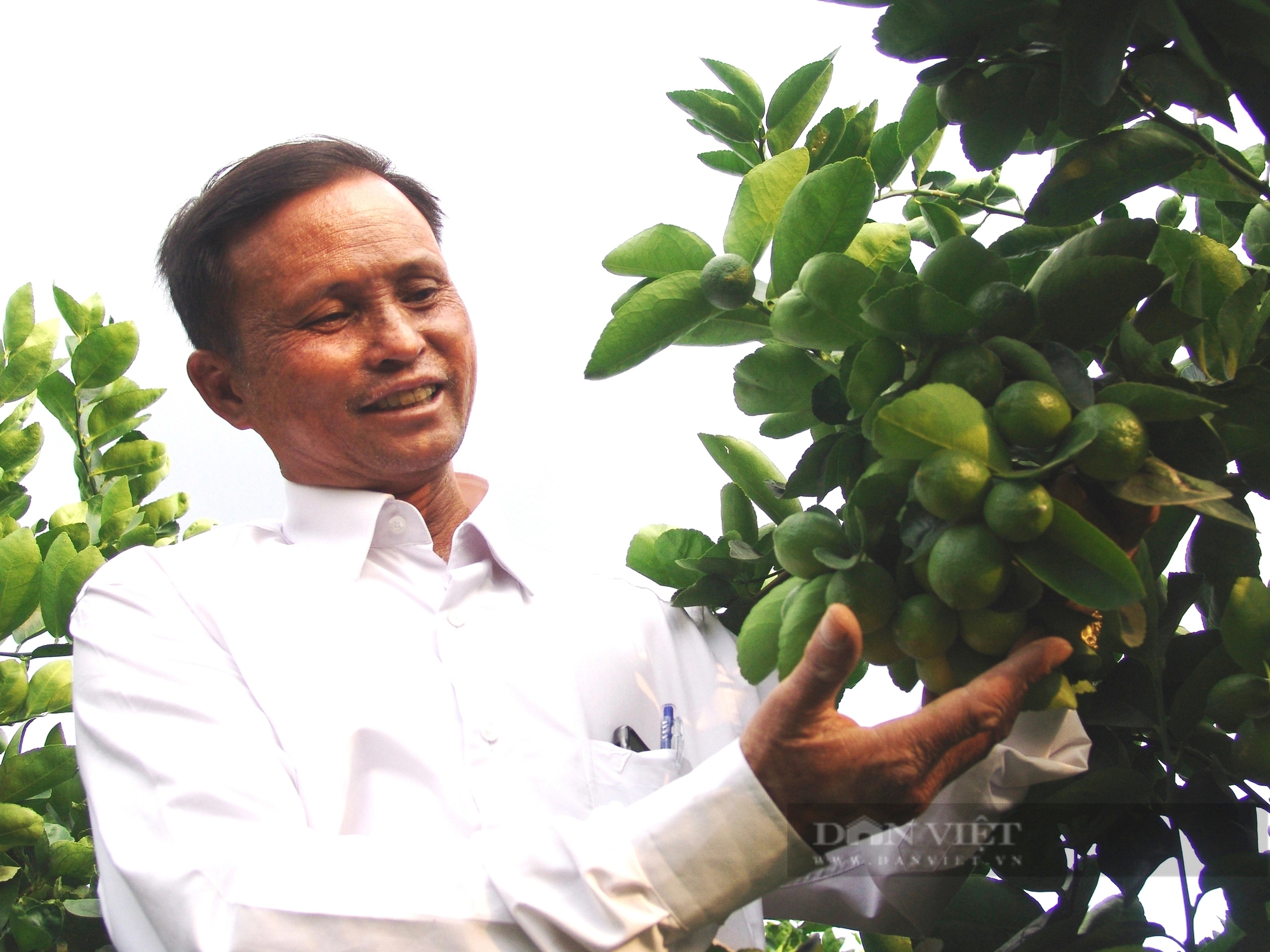 Giá chanh tăng cao nhất trong 10 năm qua, nông dân Long An đón Tết xôm tụ- Ảnh 1.