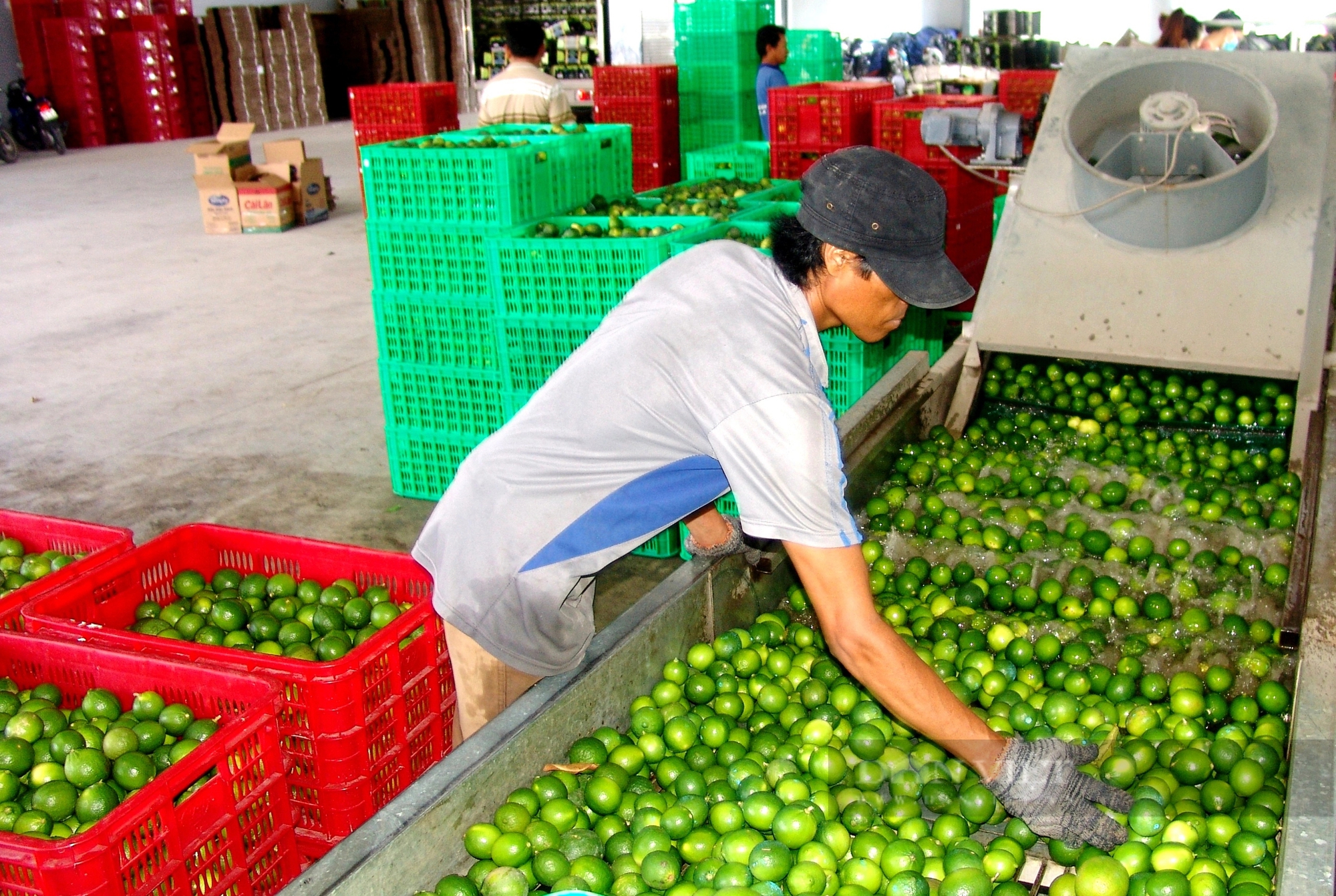 Giá chanh tăng cao nhất trong 10 năm qua, nông dân Long An đón Tết xôm tụ- Ảnh 3.