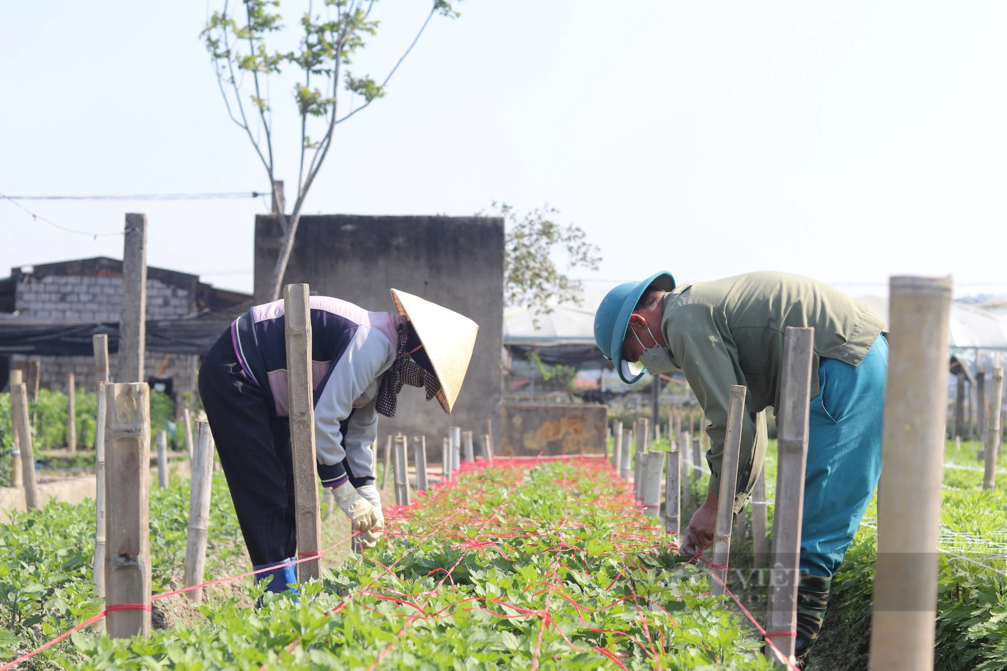 Làng hoa tết lớn nhất Thanh Hóa, dân tất bật vào vụ tỉa lá, chăm cây, nuôi bông đón xuân Giáp Thìn- Ảnh 2.