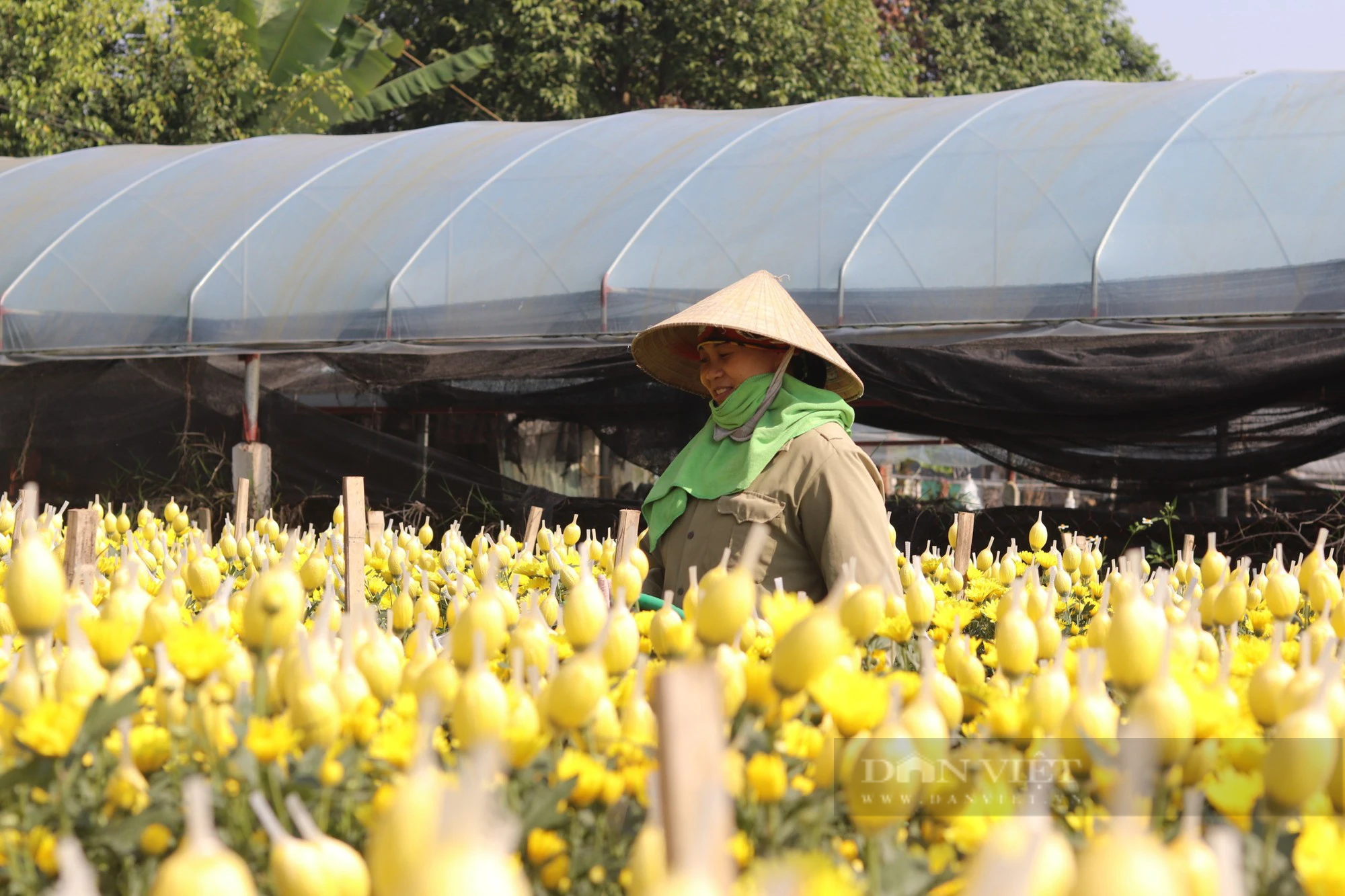 Làng hoa tết lớn nhất Thanh Hóa, dân tất bật vào vụ tỉa lá, chăm cây, nuôi bông đón xuân Giáp Thìn- Ảnh 3.