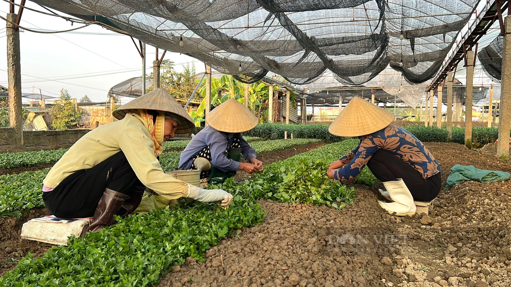 Làng hoa tết lớn nhất Thanh Hóa, dân tất bật vào vụ tỉa lá, chăm cây, nuôi bông đón xuân Giáp Thìn- Ảnh 5.
