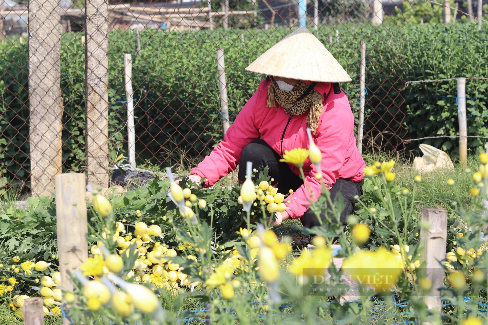 Làng hoa tết lớn nhất Thanh Hóa, dân tất bật vào vụ tỉa lá, chăm cây, nuôi bông đón xuân Giáp Thìn- Ảnh 9.