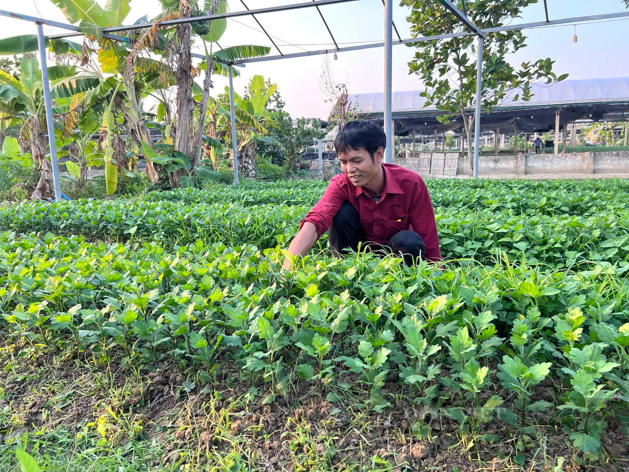 Làng hoa tết lớn nhất Thanh Hóa, dân tất bật vào vụ tỉa lá, chăm cây, nuôi bông đón xuân Giáp Thìn- Ảnh 10.