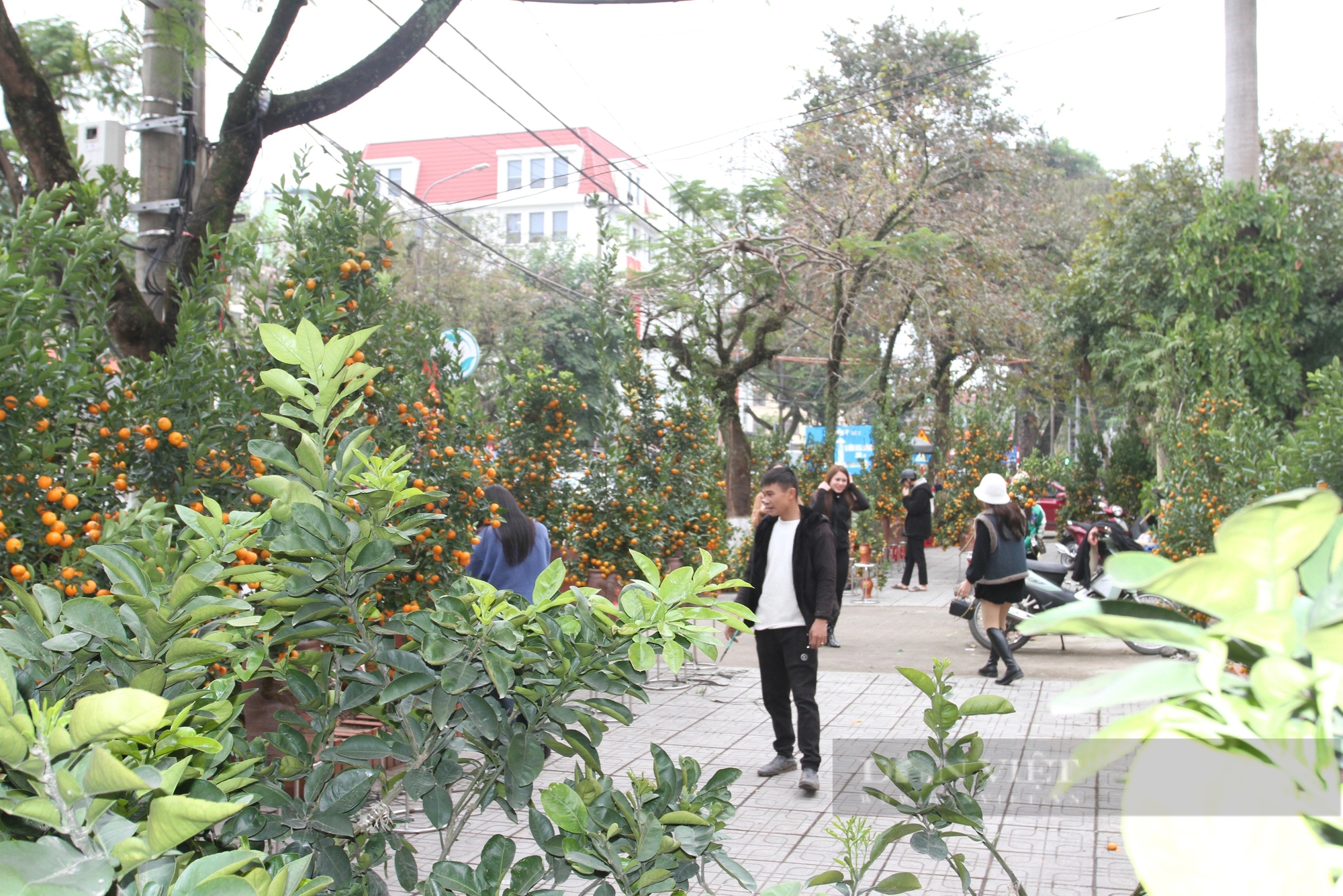 Chợ hoa cây cảnh tết Thái Nguyên, dân tấp nập xem, tiểu thương nóng ruột - Ảnh 7.