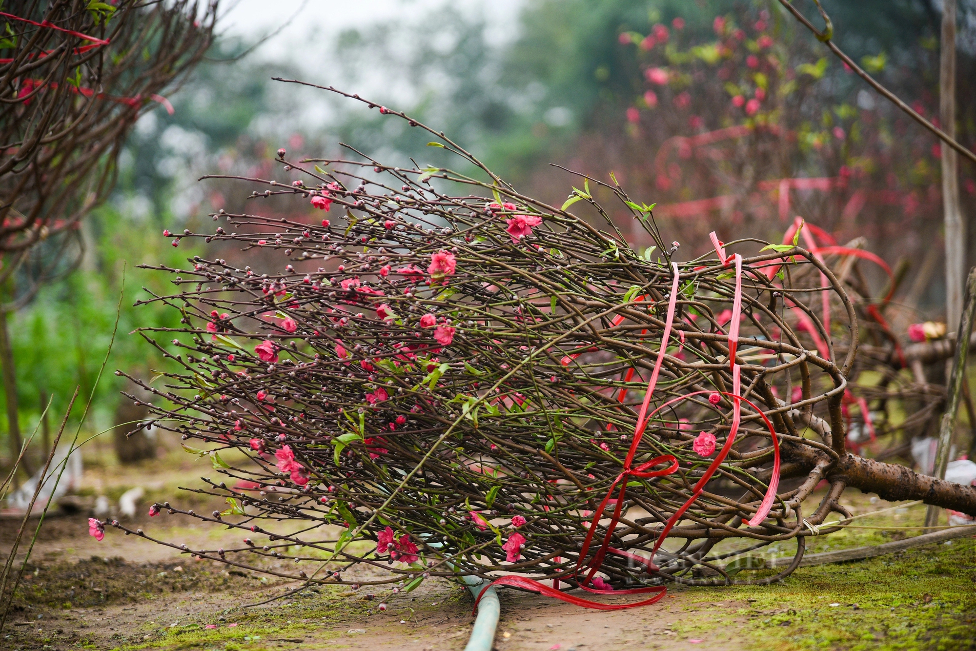 Làng đào dưới chân cầu Nhật Tân rực rỡ đón Tết- Ảnh 4.
