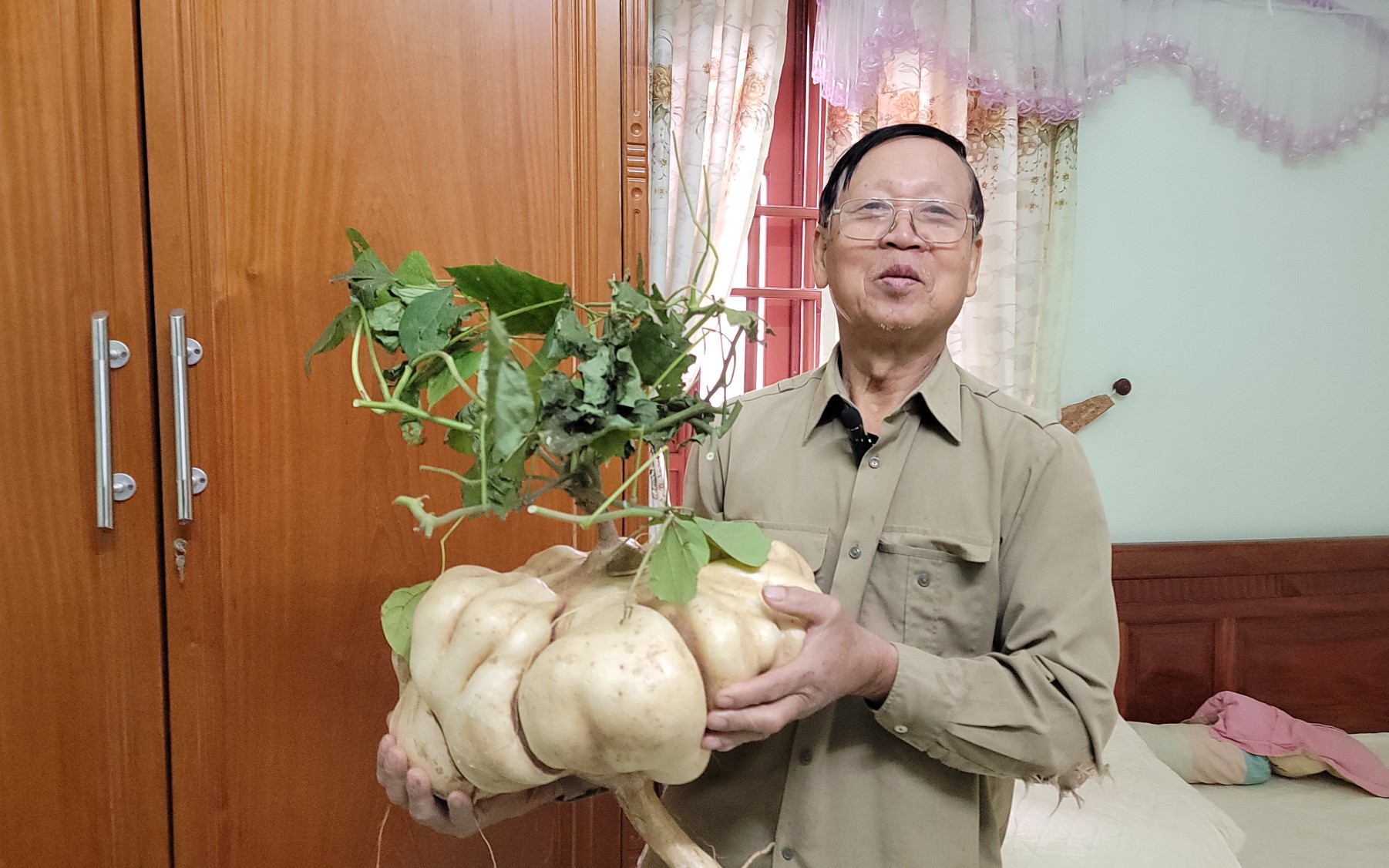 Độc, lạ ở Hải Dương, trồng củ đậu tại Thanh Hà, đào lên la liệt, khách mua tới tấp về chơi Tết
