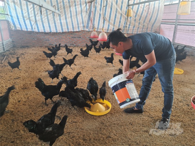 Gà mặt quỷ bán ở Việt Nam: Gây sốt giới đại gia, 100 triệu/cặp cũng không đủ để cung cấp- Ảnh 3.