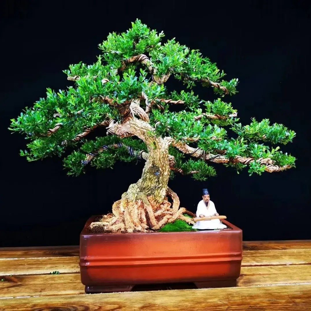 Tết Nguyên đán 2024, bày 3 cây cảnh "Thần Tài" trong nhà để hút tài lộc, gom may mắn- Ảnh 5.