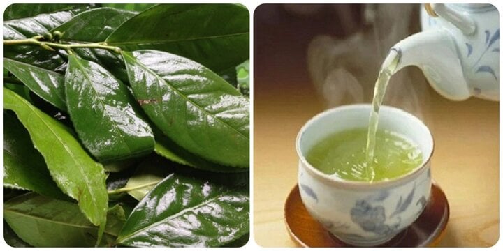 Uống chè xanh mỗi ngày có tốt cho sức khoẻ, câu trả lời thật bất ngờ- Ảnh 1. Uống chè xanh mỗi ngày có tốt cho sức khoẻ, câu trả lời thật bất ngờ- Ảnh 1.