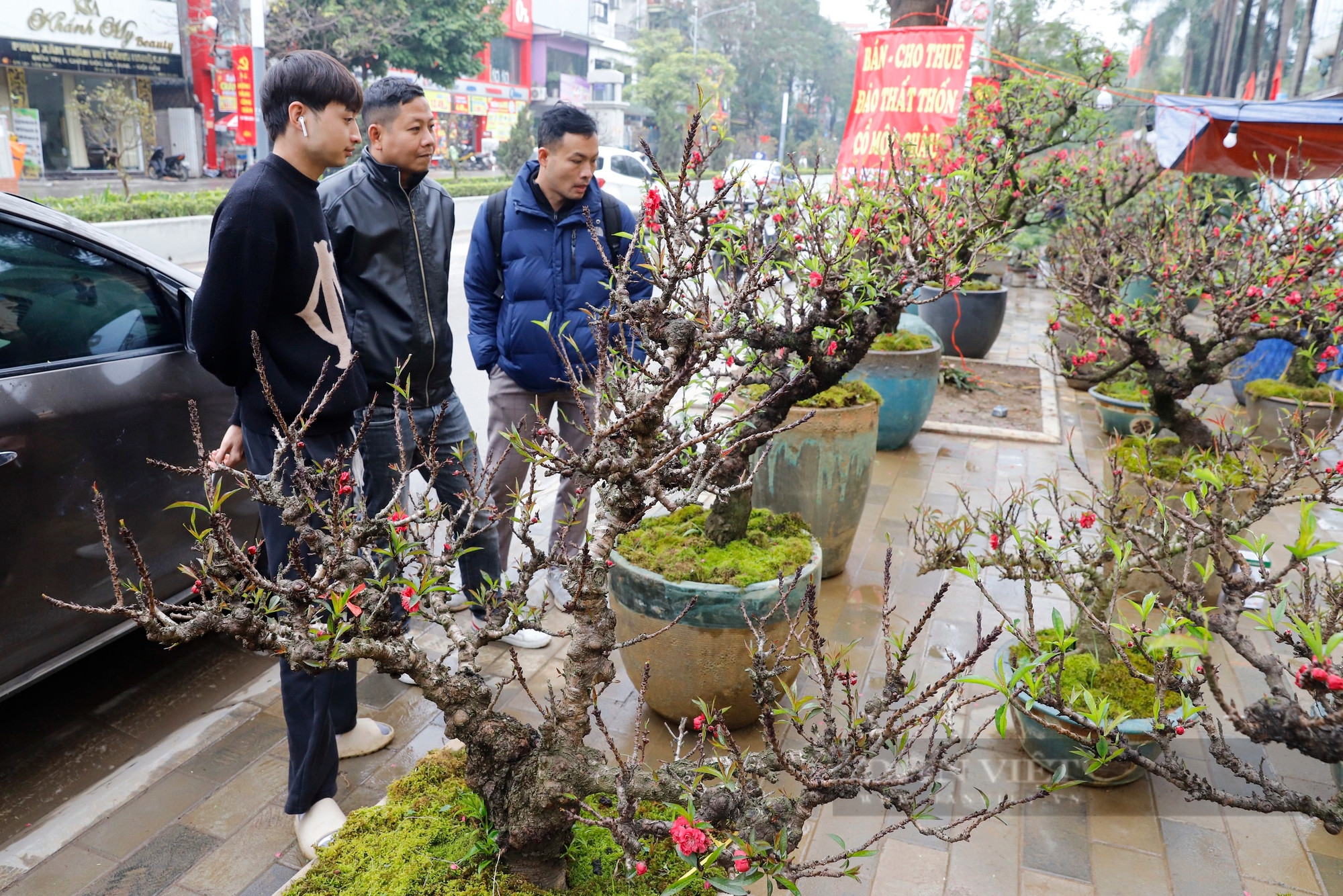 Đào cổ 50 năm tuổi giá lên tới 250 triệu đồng vượt Tây Bắc về Hà Nội chơi Tết- Ảnh 2.