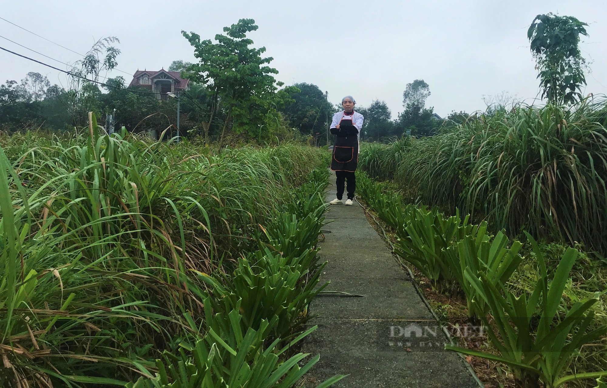 Biến vùng đất đồi ở Hà Tĩnh thành vườn trồng thảo dược đẹp lung linh, làm ra các sản phẩm OCOP- Ảnh 1.