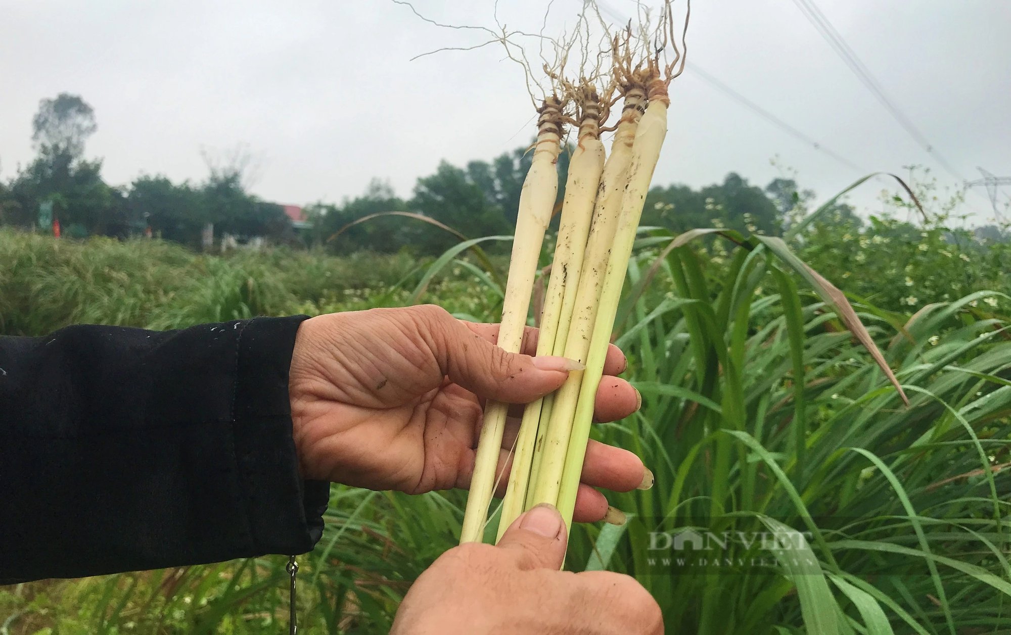 Biến vùng đất đồi ở Hà Tĩnh thành vườn trồng thảo dược đẹp lung linh, làm ra các sản phẩm OCOP- Ảnh 6.